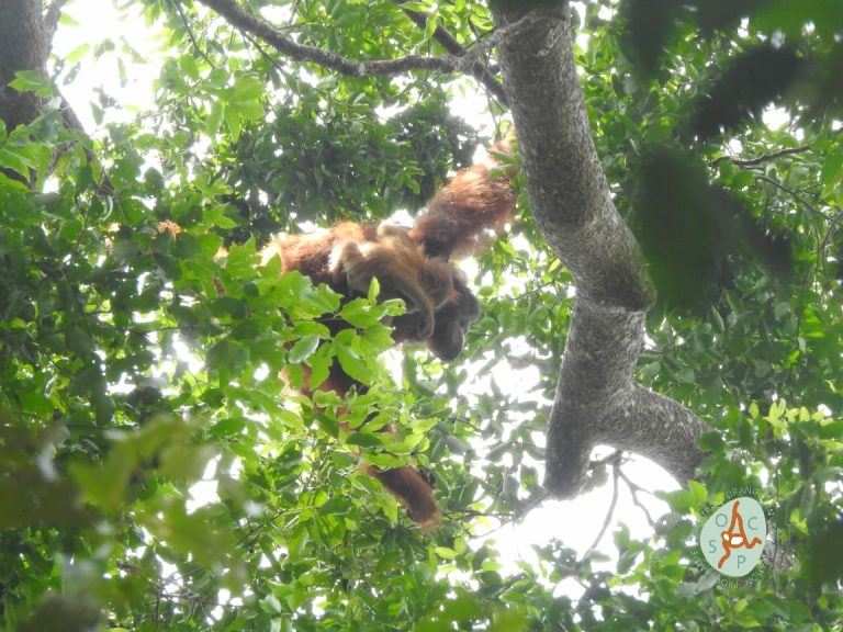Tim PRM Temukan Bayi Ketiga Orangutan yang Lahir di Hutan Pinus Jantho