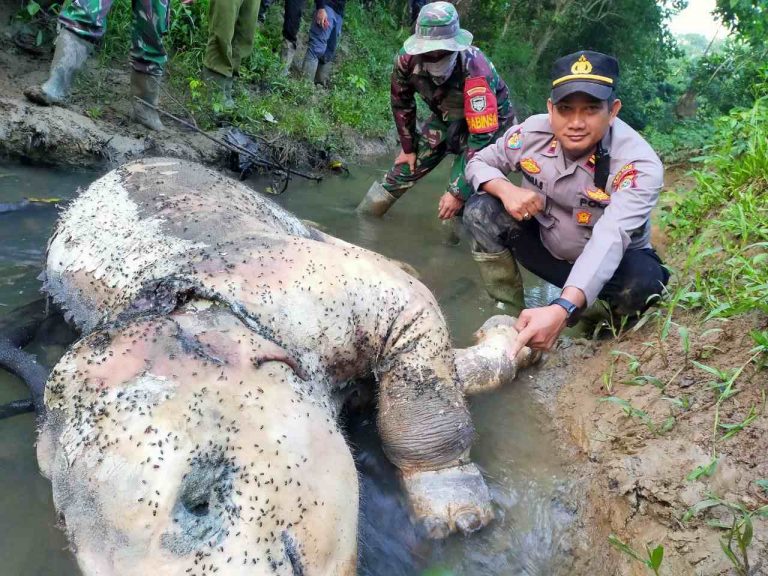 Gajah Jantan Ditemukan Mati di Hutan Pedalaman Peunaron, Aceh Timur